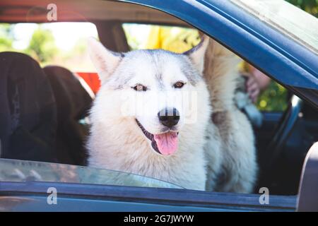 Ein weißer sibirischer Husky, der in einem Auto sitzt, aus dem offenen Fenster schaut und mit der Zunge aus lächelt. Transport von Hunden. Roadtrip mit Haustieren. Der Stockfoto