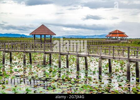 Sam ROI Yot Süßwasser-Marsch, Spaziergang über den Sumpf, Bueng Bua Wood Boardwalk im Sam ROI Yot Nationalpark in Prachuap Khiri Khan, Thailand Stockfoto