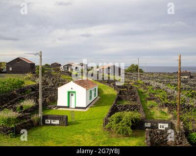 Traditionelle Weinberge zwischen vulkanischen Felswänden in Biscoitos, Terceira Island Stockfoto