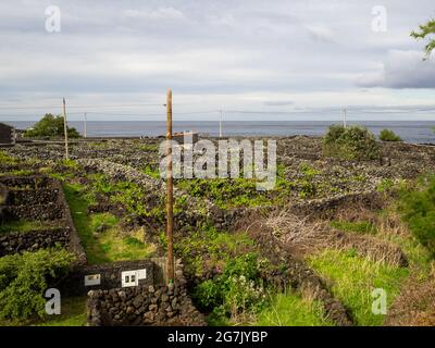 Traditionelle Weinberge zwischen vulkanischen Felswänden in Biscoitos, Terceira Island Stockfoto