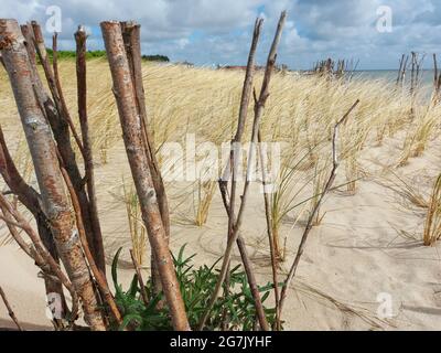 Nahaufnahme von geschnittenen dünnen Baumstämmen am Strand Stockfoto