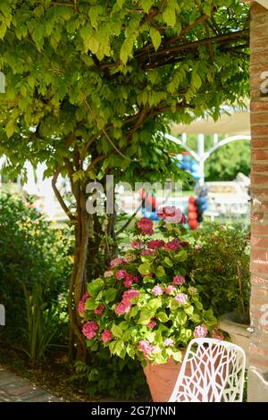 PIACEN, ITALIEN - 26. Jun 2021: Eine Nahaufnahme von wunderschönen rosa Blumen in einem Hochzeitslokal im Freien Stockfoto