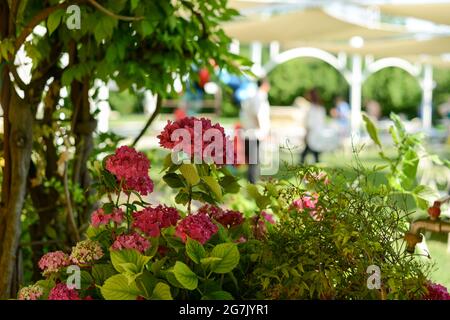 PIACEN, ITALIEN - 26. Jun 2021: Eine Nahaufnahme von wunderschönen rosa Blumen in einem Hochzeitslokal im Freien Stockfoto