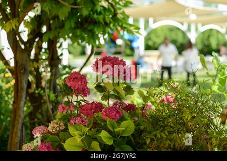 PIACEN, ITALIEN - 26. Jun 2021: Eine Nahaufnahme von wunderschönen rosa Blumen in einem Hochzeitslokal im Freien Stockfoto