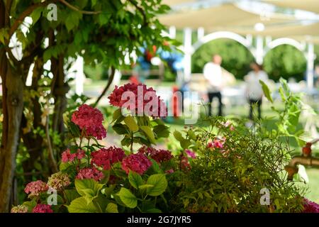 PIACEN, ITALIEN - 26. Jun 2021: Eine Nahaufnahme von wunderschönen rosa Blumen in einem Hochzeitslokal im Freien Stockfoto