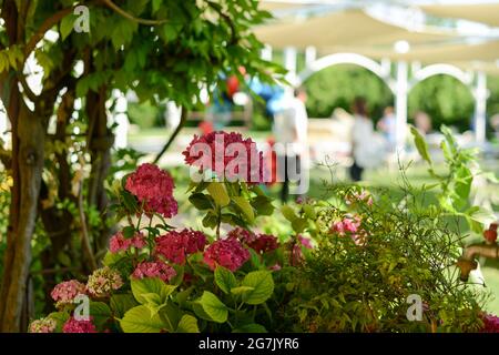 PIACEN, ITALIEN - 26. Jun 2021: Eine Nahaufnahme von wunderschönen rosa Blumen in einem Hochzeitslokal im Freien Stockfoto