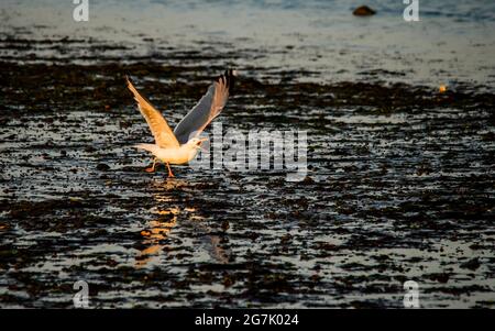 Möwe mit Muskelfänge am Strand Stockfoto