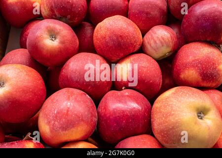 Frische reife rote Äpfel auf der Theke eines Bauernhofs Stockfoto