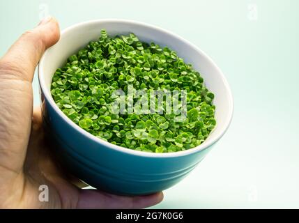 Anbauen von Mikrogrüns zu Hause. Mikrogreens aus gekeimtem Basilikumsamen in menschlichen Händen. Gesunde Ernährung und Vegetarismus Konzept. Stockfoto