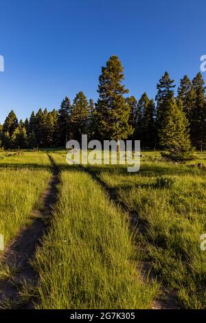 Primitive Straße mit Douglas Fir, Pseudotsuga menziesii, Wald auf einer hohen Wiese in den Garnet Mountains, Montana, USA Stockfoto