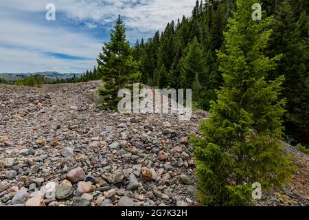 Beartooth Dredge-Stapel, die von Goldbaggern entlang Bear Creek, Montana, USA, hinterlassen wurden Stockfoto