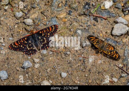 Ediths Checkerspot, Pushydryas editha, (L) mit einem weiteren pushfooted Butterfly Pfützen in der Granatkette, Montana, USA Stockfoto