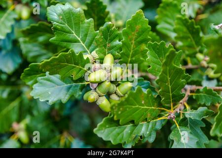 Grüne Eicheln auf dem Baum mit grünen Blättern im Detail Stockfoto