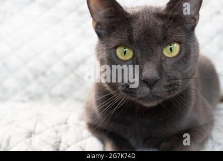 Eine Russian Blue Katze schaut auf hellblauem Hintergrund direkt in die Kamera. Stockfoto