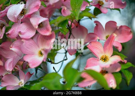 Ein Dogwood-Baum im Frühjahr Stockfoto