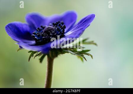 Eine Nahaufnahme einer blauen Anemonblume. Stockfoto