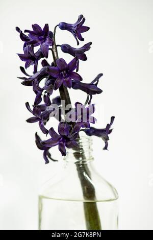Eine Hyazinthe Blume in einer Flasche Wasser. Stockfoto