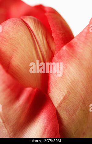 An extremem close up of a tulip. Stockfoto