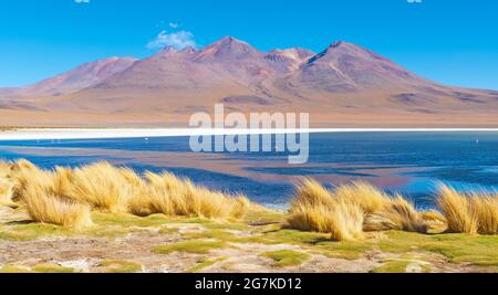 Pink James Flamingo (Phoenicoparrus jamesi) in der Hedionda Lagune in bolivian altiplano, Uyuni Region, Bolivien. Stockfoto