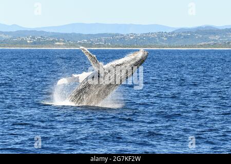 Seitenansicht von Walen, die im Meer durchbrechen und ihre Flossen zeigen Stockfoto