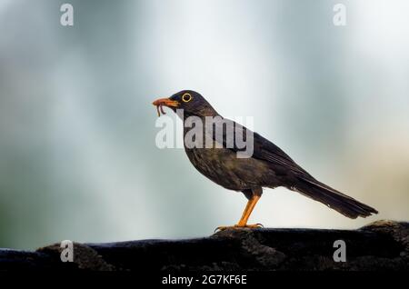 Great Thrush ist merklich groß und erinnert fast an einen eichelhäher und nicht an eine Drossel. Stockfoto