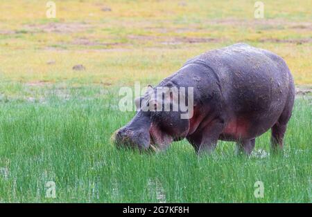 Nilpferde sind große, runde, wasserliebende Tiere, die in Afrika beheimatet sind. Stockfoto