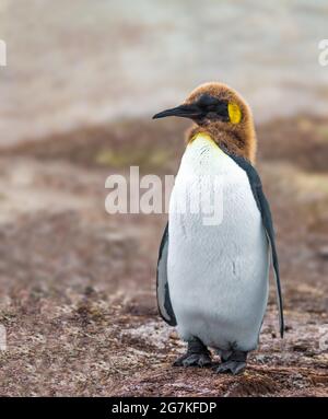 King Penguin ist die zweitgrößte Pinguinart, kleiner, aber etwas ähnlich im Aussehen wie der Kaiserpinguin Stockfoto