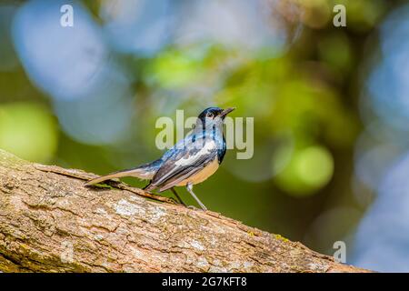 Oriental Magpie-Robin ist ein kleiner Singvögel, der früher als Mitglied der Soor-Familie eingestuft wurde Stockfoto