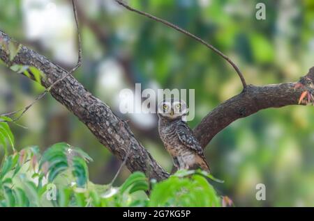 Spotted Owlet ist eine kleine Eule, die im tropischen Asien vom indischen Festland bis nach Südostasien brütet. Stockfoto