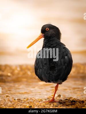 Variabler Austernfischer während des Sonnenuntergangs an einem neuseeländischen Strand, der auf einem Bein entspannt steht Stockfoto