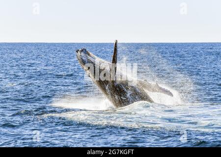 Wale zeigen sich beim Durchbrechen im Meer Stockfoto