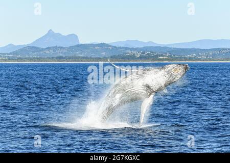 Wale brechen, zeigen seinen Bauch, mit den Bergen im Hintergrund. Stockfoto