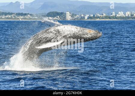 Nahaufnahme eines Wals, der in der Nähe des Ufers im Meer auftaucht Stockfoto