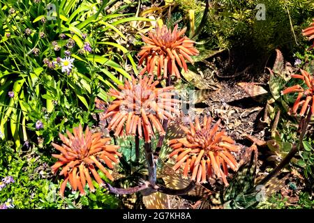 Südafrikanische Seife Aloe (Aloe saponaria), botanischer Garten, San Francisco, Kalifornien, USA Stockfoto