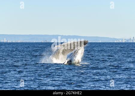 Zwei Wale brechen zusammen im Ozean Stockfoto