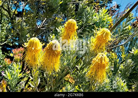 Rote Nadelkissen-protea (Leucospermum cordifolium) Blumen, botanischer Garten, San Francisco, Kalifornien, USA Stockfoto