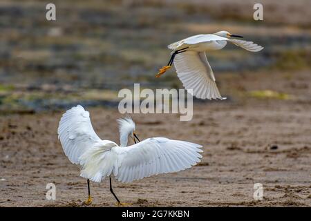 Snowy Egret ( Egretta thula) in Malibu Lagoon State Beach CA USA Stockfoto