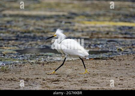 Snowy Egret ( Egretta thula) in Malibu Lagoon State Beach CA USA Stockfoto