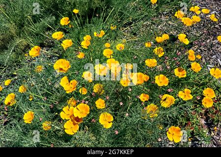 Kalifornischer Goldmohn (Eschscholzia californica), San Francisco, Kalifornien, USA Stockfoto