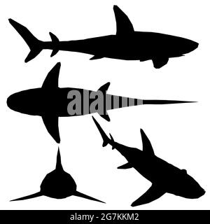 Set mit Silhouetten von Haien in verschiedenen Positionen isoliert auf weißem Hintergrund. Vektorgrafik. Stock Vektor