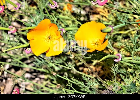 Kalifornischer Goldmohn (Eschscholzia californica), San Francisco, Kalifornien, USA Stockfoto