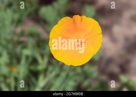 Verträumte Tautropfen auf einer sanft beleuchteten goldgelben California Poppy Eschschscholzia Californica Blume mit einem verschwommenen Gartenhintergrund Stockfoto