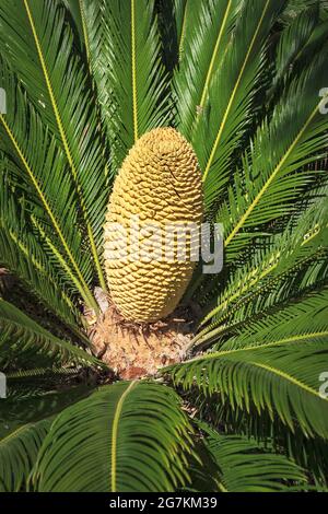 Eine noch wachsende junge buttergelbe männliche Sagopalme Cycas revoluta Blume, umgeben von den langen, gefiederten, leuchtend grünen Wedeln Stockfoto