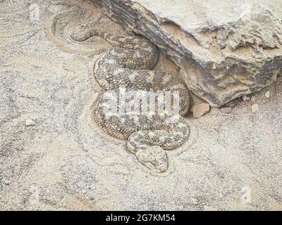 Eine giftige arabische Hornviper Cerastes gesperettii, die sich im Sand neben einem Kalksteinfelsen in einem Wüsten-Habitat-Terrarium zusammenwickelte Stockfoto