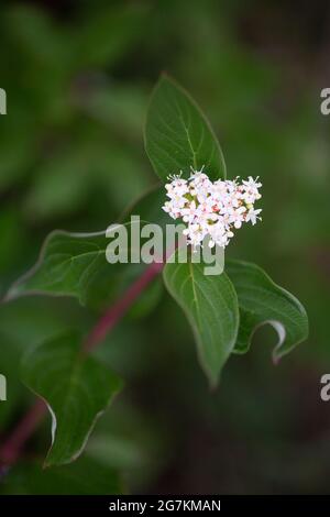Rote Blüten und Blätter aus dem Dogwood (Cornus sericea) Stockfoto