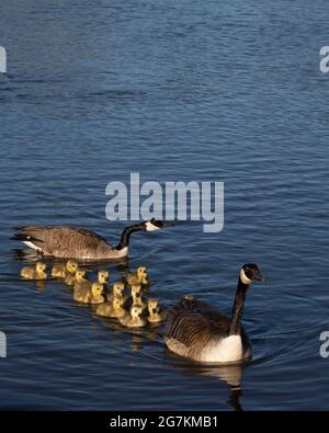 Zwei Kanadagänse mit ihren Küken, die in einem Teich schwimmen Stockfoto