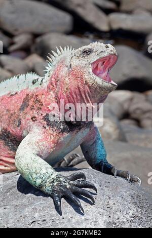 Marine Iguana Männchen in der Brutzeit Farben öffnen Mund in einer Bedrohungsanzeige für ein anderes Männchen auf der Insel Española, Galapagos. Amblyrhynchus cristatus Stockfoto