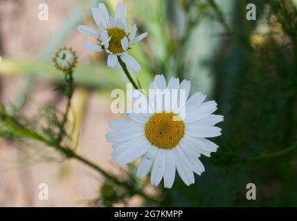 Kamillenblüte, Nahaufnahme. Kamille oder Kamille ist der gebräuchliche Name für mehrere Gänseblümchen-ähnliche Pflanzen der Familie der Asteraceae. Stockfoto