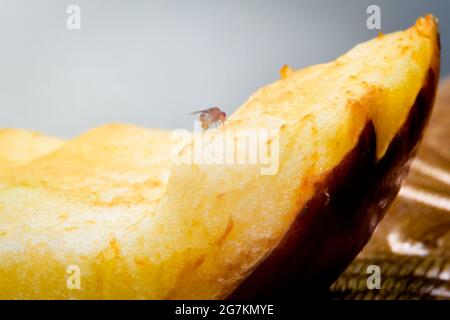 Fruchtfliege, die Saft aus der Apfelscheibe saugt. Fruchtfliegen können Keime von einer verschmutzten Oberfläche auf eine saubere übertragen, die eine Lebensmittelvergiftung verursachen. Stockfoto