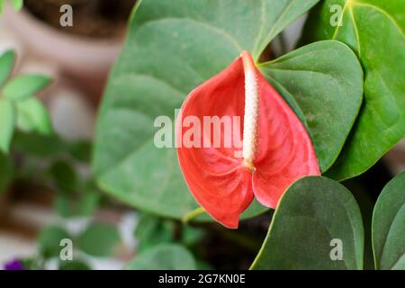 Rote, lang anhaltende Blume mit Blättern aus Anthurium-Hauspflanze. Selektiver Fokus verwendet. Stockfoto